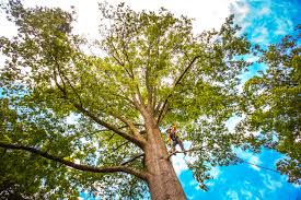 Best Hazardous Tree Removal  in Totowa, NJ