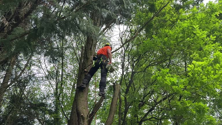 Best Tree Risk Assessment  in Totowa, NJ