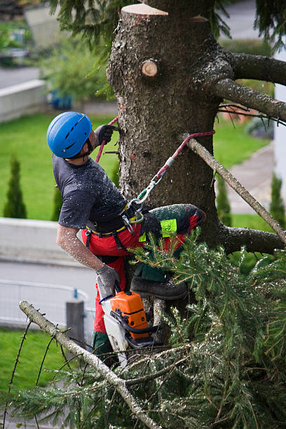 Best Storm Damage Tree Cleanup  in Totowa, NJ