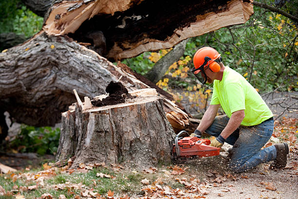 Trusted Totowa, NJ  Tree Services Experts