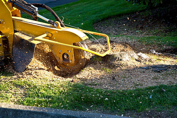 Best Tree Disease Treatment  in Totowa, NJ