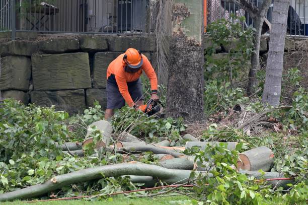 Why Choose Our Tree Removal Services in Totowa, NJ?